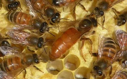 新蜂王從出王臺到產卵需要多少天(新蜂王出臺多久才產卵) 新蜂王從出王臺到產卵需要多少天(新蜂王出臺多久才產卵)