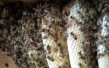 新蜂王從出王臺到產卵需要多少天(新蜂王出臺多久才產卵) 新蜂王從出王臺到產卵需要多少天(新蜂王出臺多久才產卵)