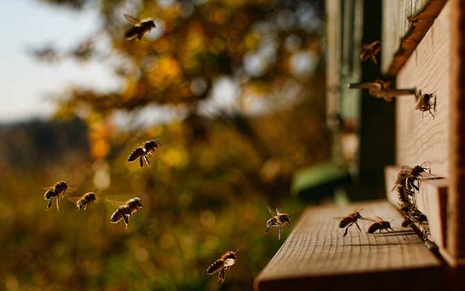 偵察蜂來了多久會(huì)來蜂 偵察蜂來了多久會(huì)來蜂