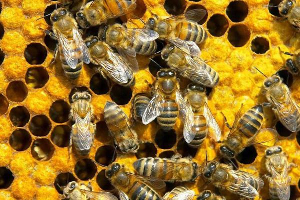 松丹一號可以定養嗎(適合定點飼養的意蜂品種) 松丹一號可以定養嗎(適合定點飼養的意蜂品種)