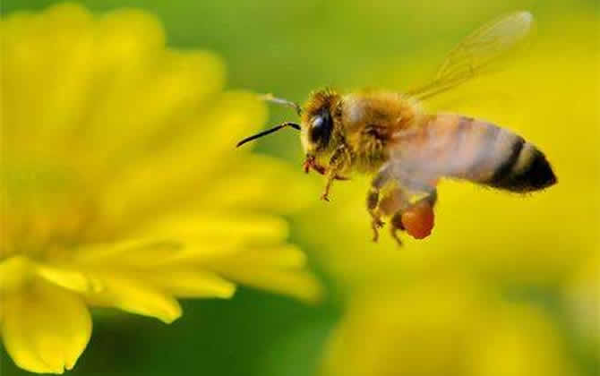 一畝地蜜源植物養(yǎng)多少箱蜂? 蜜源植物