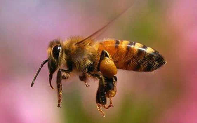 一畝地蜜源植物養(yǎng)多少箱蜂? 蜜源植物