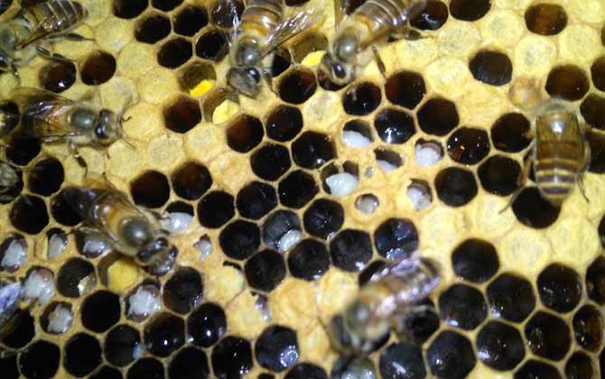 巢蟲一般多久可以形成(巢蟲怎么來的) 巢蟲一般多久可以形成(巢蟲怎么來的)