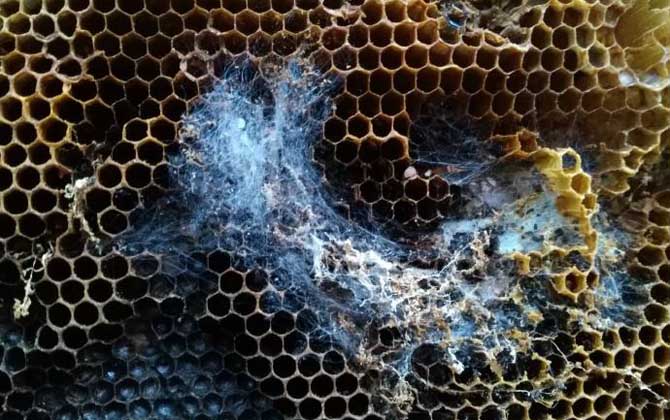 巢蟲一般多久可以形成(巢蟲怎么來的) 巢蟲一般多久可以形成(巢蟲怎么來的)