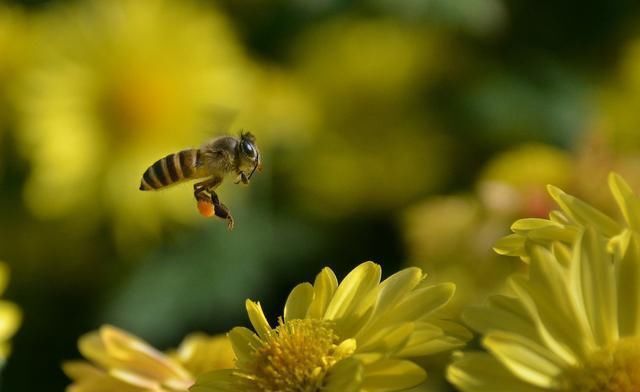 冬季蜜源植物有哪些？(盤點主要的蜜源植物)