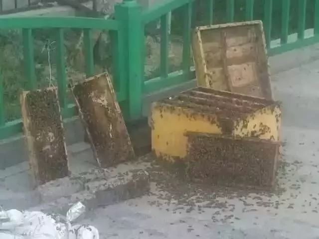 如何巧動手自制土蜂箱的方法(最簡單自制蜂箱全圖解) 如何巧動手自制土蜂箱的方法(最簡單自制蜂箱全圖解)