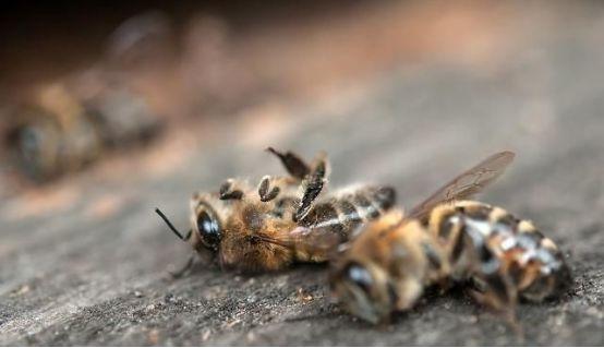?工蜂只采粉是什么原因(為什么蜜蜂只采花粉是什么原因) ?工蜂只采粉是什么原因(為什么蜜蜂只采花粉是什么原因)