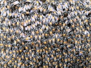 采蜜的蜂有哪些品種(采蜜的蜂種介紹) 采蜜的蜂有哪些品種(采蜜的蜂種介紹)