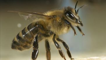 采蜜的蜂有哪些品種(采蜜的蜂種介紹) 采蜜的蜂有哪些品種(采蜜的蜂種介紹)