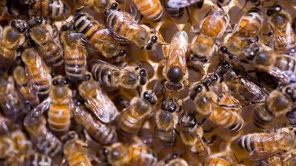 【蜜蜂知識】常見的中蜂王品種 【蜜蜂知識】常見的中蜂王品種