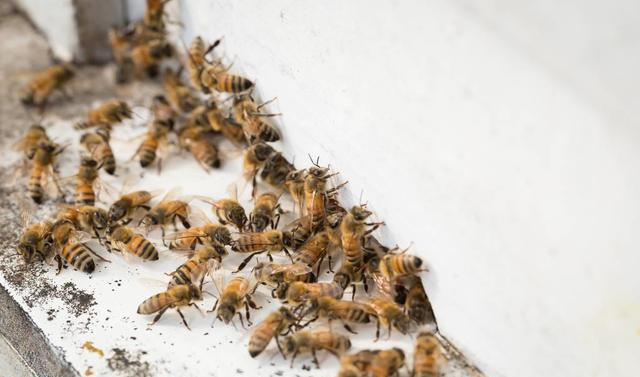 養(yǎng)蜂四大必備技能有哪些（養(yǎng)蜂實用技術）