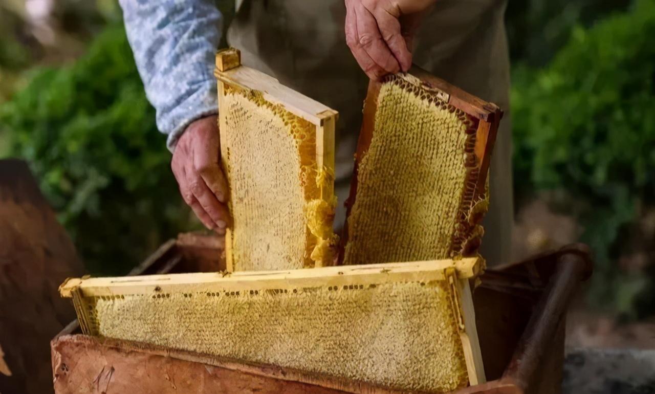 子脾和蜜脾有什么區(qū)別(區(qū)分子脾和蜜脾的方法) 子脾和蜜脾有什么區(qū)別(區(qū)分子脾和蜜脾的方法)