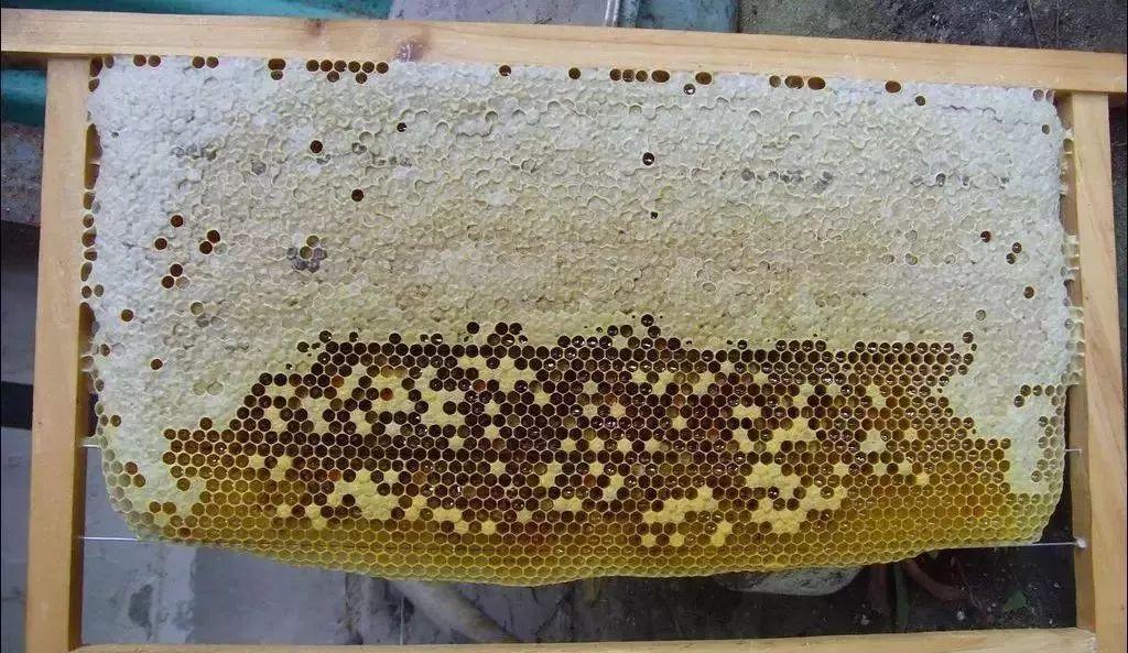 子脾和蜜脾有什么區(qū)別(區(qū)分子脾和蜜脾的方法) 子脾和蜜脾有什么區(qū)別(區(qū)分子脾和蜜脾的方法)