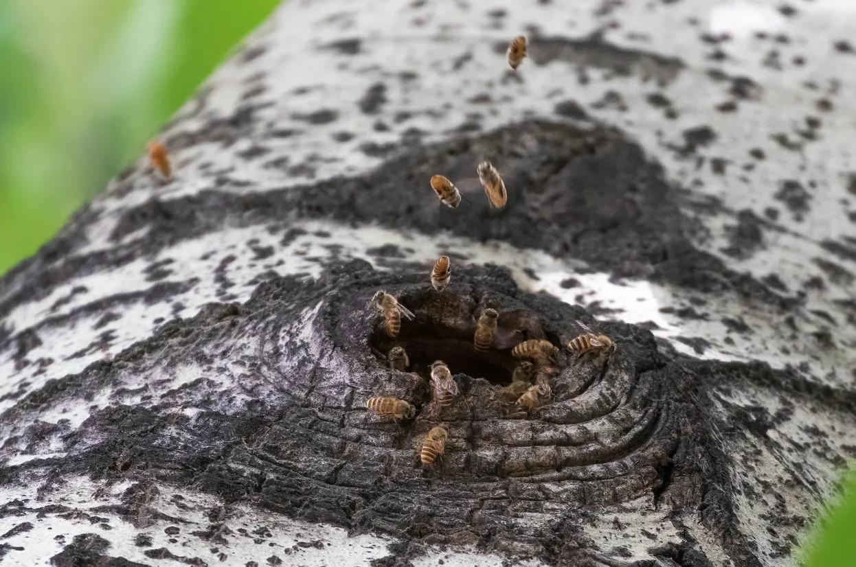 蜜蜂為什么老是圍著我轉(蜜蜂圍著轉的意思) 蜜蜂為什么老是圍著我轉(蜜蜂圍著轉的意思)