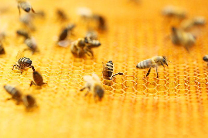 蜂巢組成結構(蜂巢的筑造過程) 蜂巢組成結構(蜂巢的筑造過程)