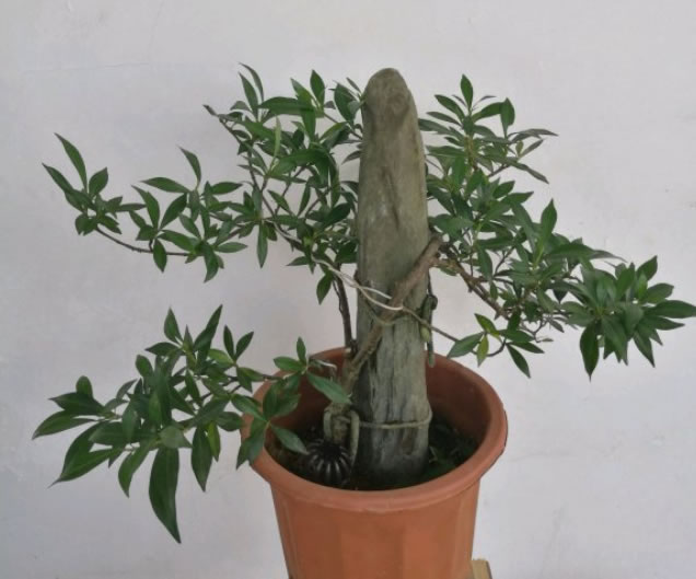 梔子花為啥不吉利(梔子花的寓意和代表品種) 梔子花為啥不吉利(梔子花的寓意和代表品種)