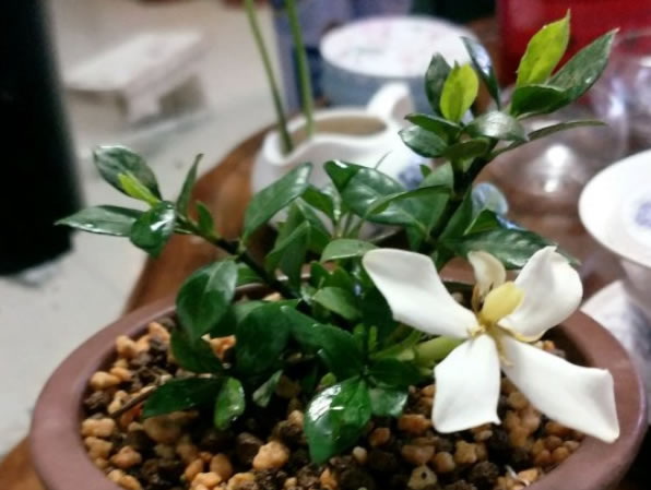 梔子花為啥不吉利(梔子花的寓意和代表品種) 梔子花為啥不吉利(梔子花的寓意和代表品種)