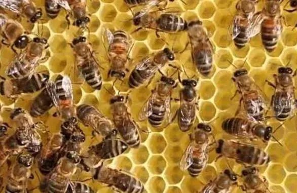 什么風水能吸引蜜蜂到家(吸引蜜蜂筑巢) 芍藥是什么植物(芍藥花的特點)