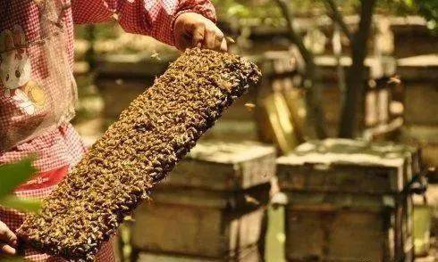 夏季養(yǎng)蜂是否蓋薄膜 夏季養(yǎng)蜂是否蓋薄膜