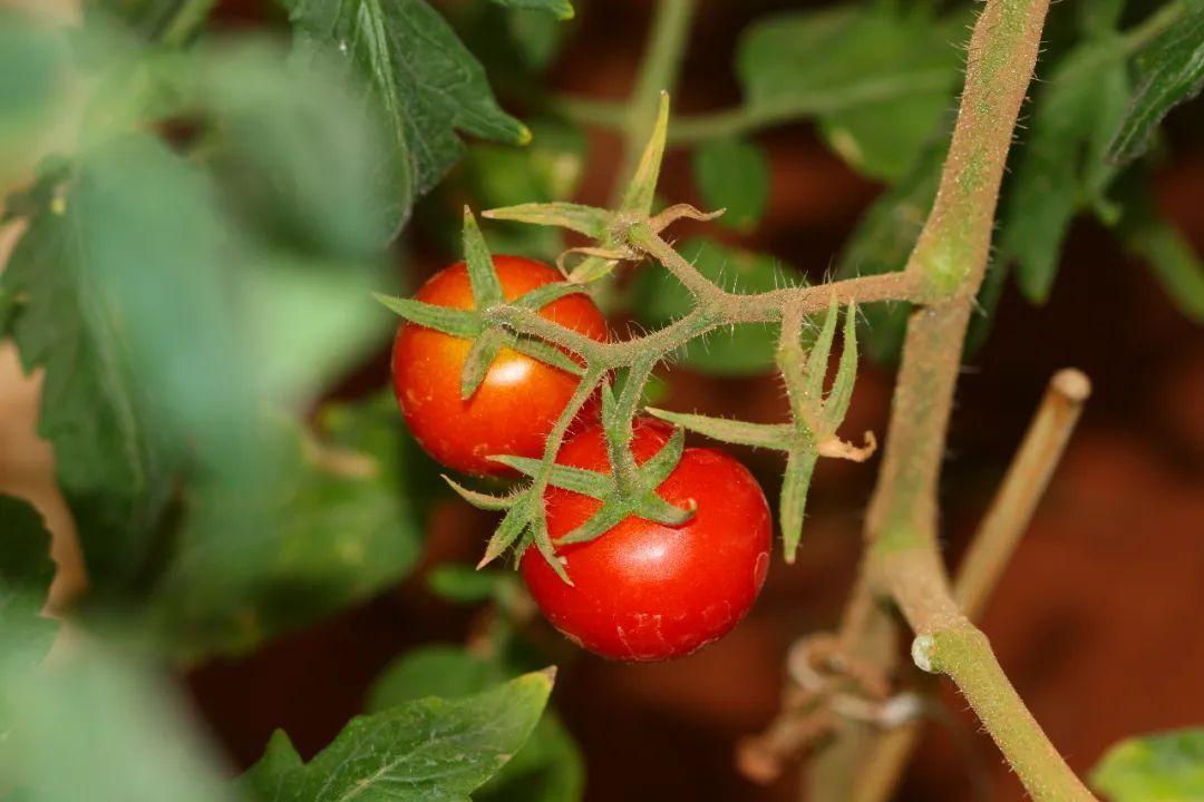 西紅柿什么時(shí)候傳入中國(guó)(番茄起源地和流入中國(guó)的時(shí)間) 西紅柿什么時(shí)候傳入中國(guó)(番茄起源地和流入中國(guó)的時(shí)間)