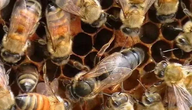 怎樣辨別蜂王交尾成功(蜂王交尾成功的標志) 怎樣辨別蜂王交尾成功(蜂王交尾成功的標志)