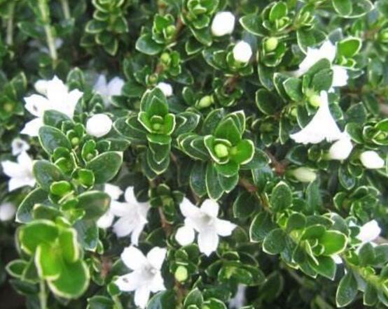 六月雪什么時候開花(六月雪的花期及管理) 六月雪什么時候開花(六月雪的花期及管理)