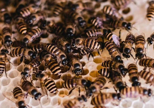 剛收回來的蜜蜂要幾天才穩定(新收蜜蜂養殖方法) 剛收回來的蜜蜂要幾天才穩定(新收蜜蜂養殖方法)