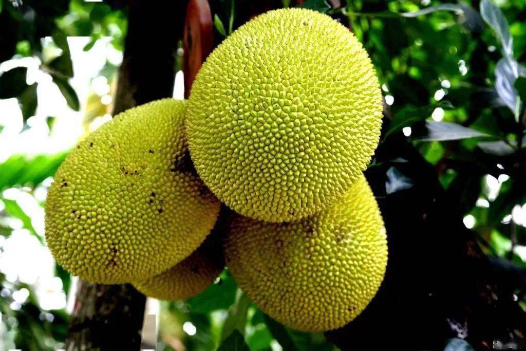 菠蘿蜜什么時(shí)候成熟(掌握菠蘿蜜成熟采摘時(shí)間) 菠蘿蜜什么時(shí)候成熟(掌握菠蘿蜜成熟采摘時(shí)間)