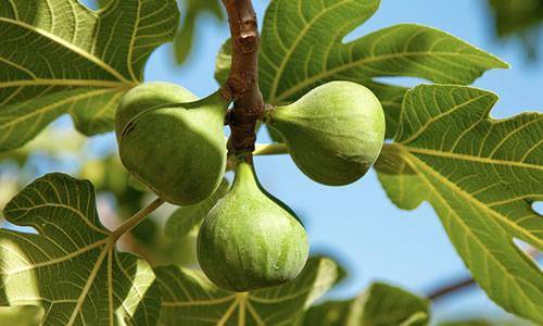 無花果有花嗎(無花果開花詳解) 無花果有花嗎(無花果開花詳解)