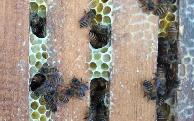 我國養有多少群中蜂？