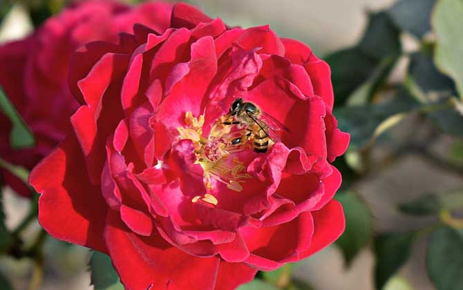 蜜蜂是昆蟲嗎？