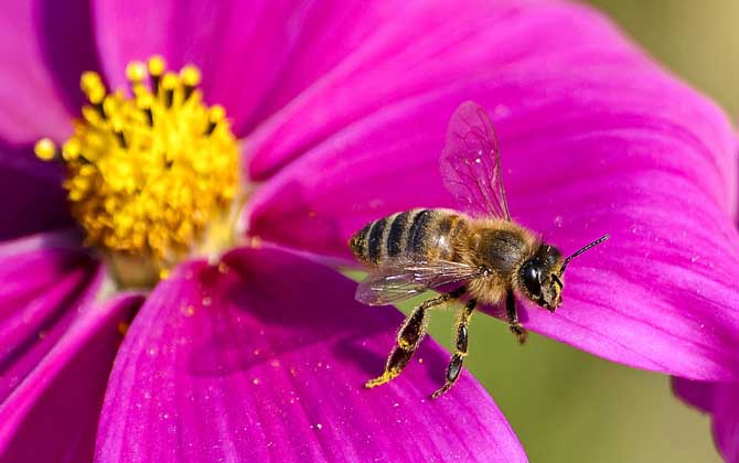 工蜂為什么不能正常生育？