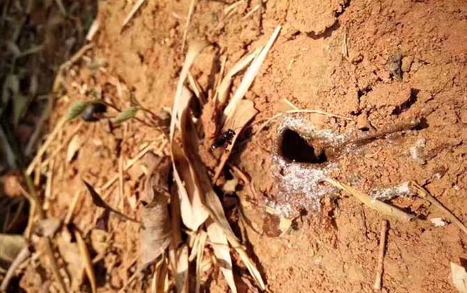 酸蜂(無刺蜂)是蜜蜂嗎？