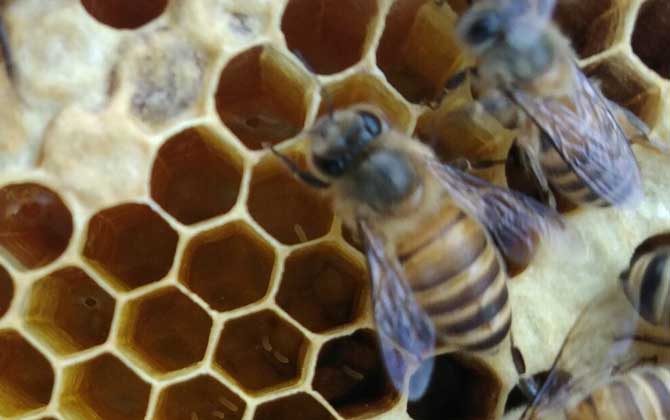 剛收的蜜蜂沒(méi)有蜂王怎么辦？