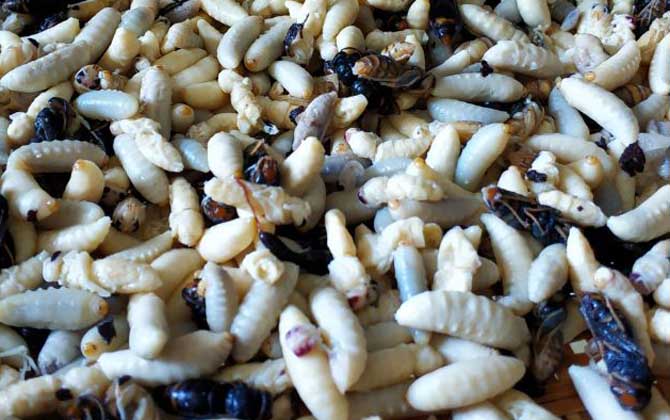 蜂蛹不適合什么人吃？一般人均可食用，但這4類人群不建議吃！