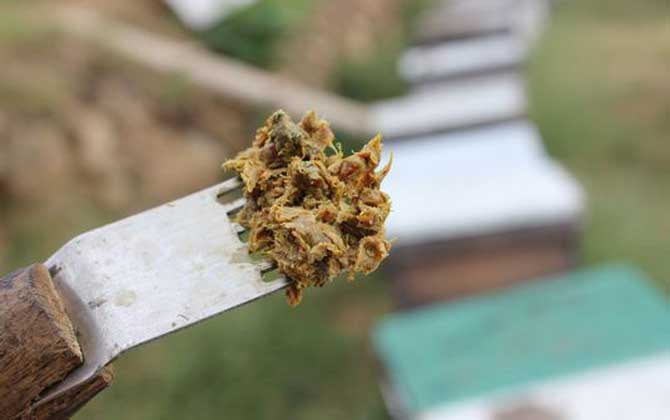 蜂膠適宜什么人群吃？