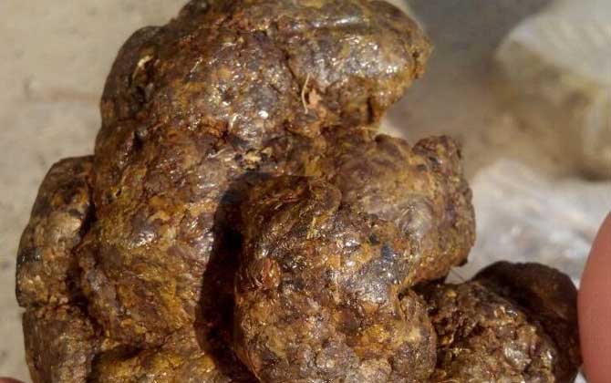 蜂膠有什么功效及用途？