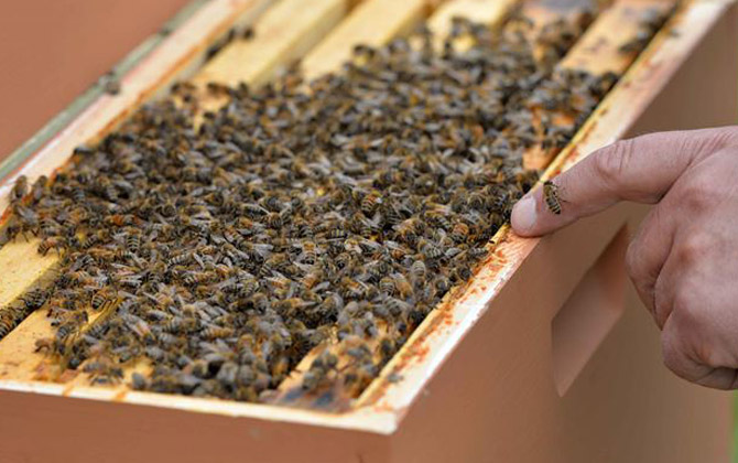 蜂膠可以長期服用嗎？