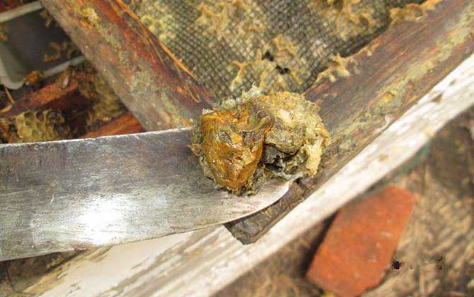 男人長期吃蜂膠有什么副作用？