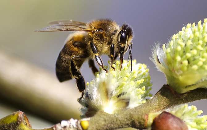蜂毒真的能治類風濕嗎？