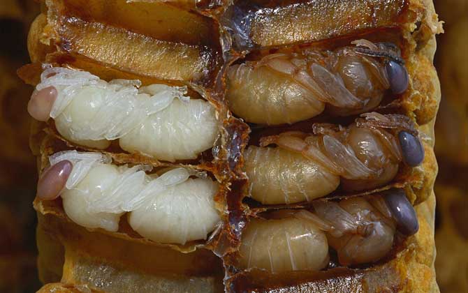 最新蜂蛹價格多少錢一斤？