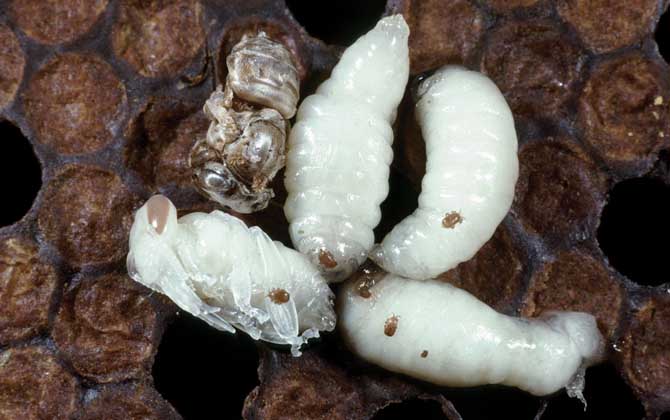 男人吃蜂蛹有什么好處？