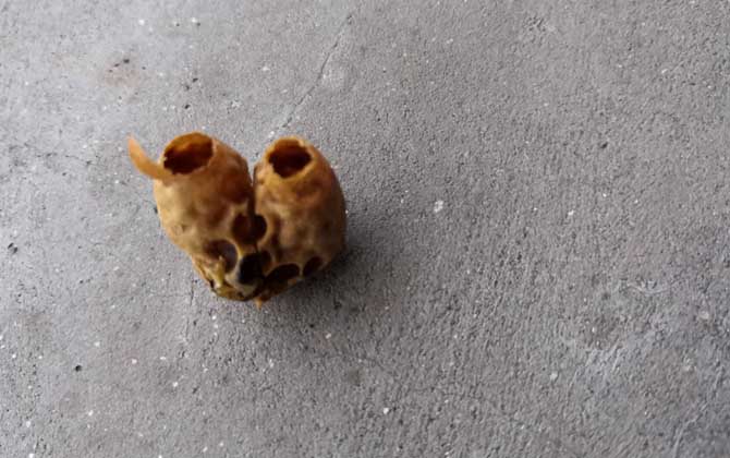 急造王臺(tái)一般幾天封蓋？