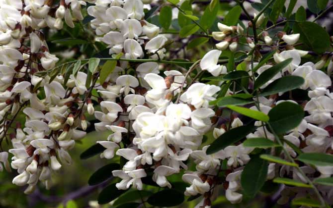 洋槐樹什么時候開花？