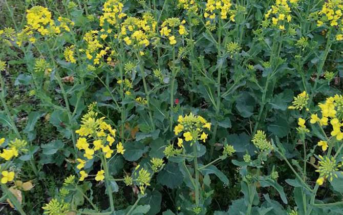油菜花什么時(shí)候開花？