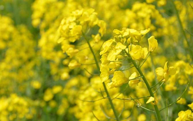 哪種蜜源植物的花期最長(zhǎng)？