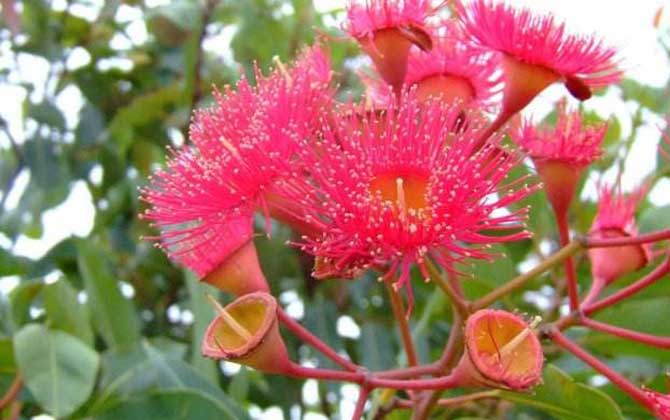 桉樹什么時(shí)候開花？