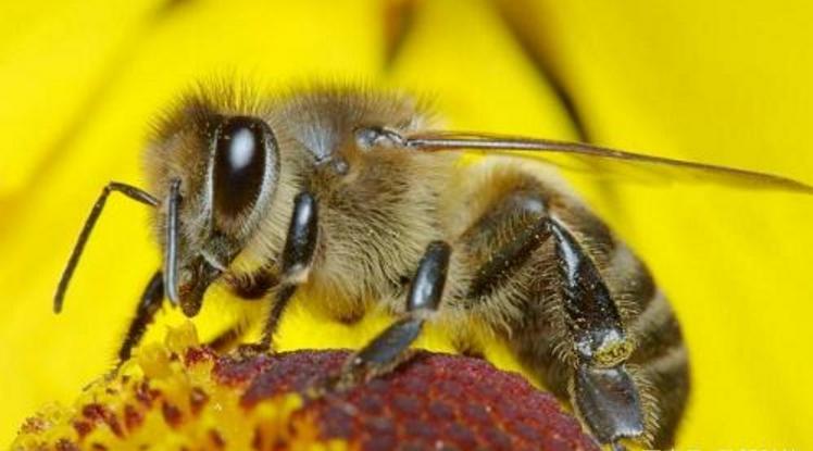 蜜蜂采摘花蜜是給蜂王吃嗎（蜜蜂采誰(shuí)的蜜）