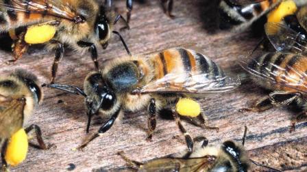 處女王未交尾成功工蜂是什么狀態(tài)（處女王長(zhǎng)期不交尾蜂群會(huì)怎樣）