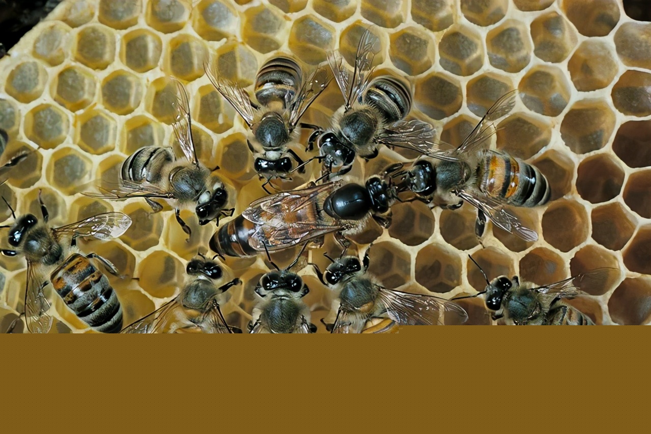 處女王交尾后圍王（被圍王的三個(gè)原因）